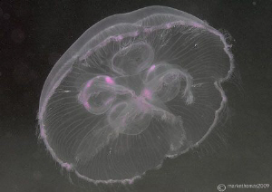 Moon Jellyfish.
Aughrusmore, Connemara.
D3 105mm. by Mark Thomas 